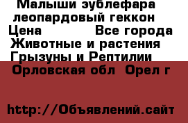 Малыши эублефара ( леопардовый геккон) › Цена ­ 1 500 - Все города Животные и растения » Грызуны и Рептилии   . Орловская обл.,Орел г.